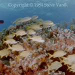 Coral Head - Cozumel Mexico 1984