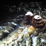 Coral polyps and Featherduster Worms feeding at night
