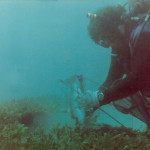 Diver John Herman bags a snapper on a barge wreck at 70 feet circa 1970's