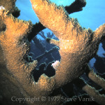 Elkhorn Coral taken wirh Nikonis I and flashbulb - Belize Sept 1977