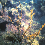 Fire Coral 2