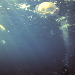 Jellyfish tend to be between divers and the surface