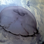 Jellyfish that sting come in many shapes and sizes