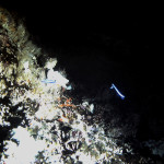 Neon Gobies on night dive off Hollywood Beach FL 1979