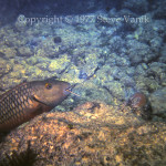 Parrotfish with hook - Key Largo FL - June 1977