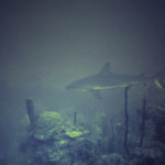 Reef Shark attracted by spearfishing at 110 feet off Belize