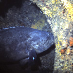 Resident jewfish of the Mitzpah WPB Florida 1983