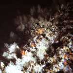 Stinging hydroids on a night dive