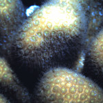 The coral polyps at night - macro