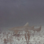 This Nurse Shark was photographed off Bimini in 1984