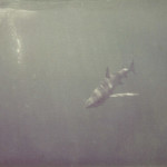 This photo from 1975 shows a Blue Shark reacting to a diver splashing on the surface
