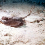 To avoid stepping on a sting ray shuffle your feet (called the Stingray Shuffle) when you walk