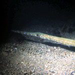Trumpetfish glides into the light - Hollywood Beach 1978