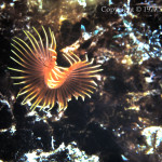 Tube Worm  taken with Nikonis I and flashbulb - Belize Sept 1977